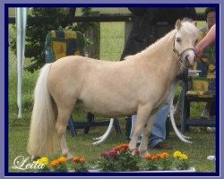 broodmare Präm. Leila (Shetland pony (under 87 cm), 2002, from Cesar v.d. Nijkamp)