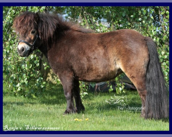 Zuchtstute Ronja v. Schwarzenmoor (Shetland Pony (unter 87 cm), 2008, von Oscar van de Linden)