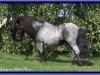 Deckhengst Lucky v.d. Halve Maan (Shetland Pony (unter 87 cm), 1996, von Beauty van Roosendaal)
