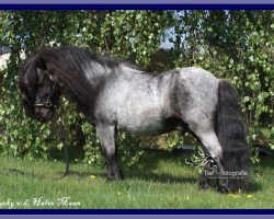 Deckhengst Lucky v.d. Halve Maan (Shetland Pony (unter 87 cm), 1996, von Beauty van Roosendaal)