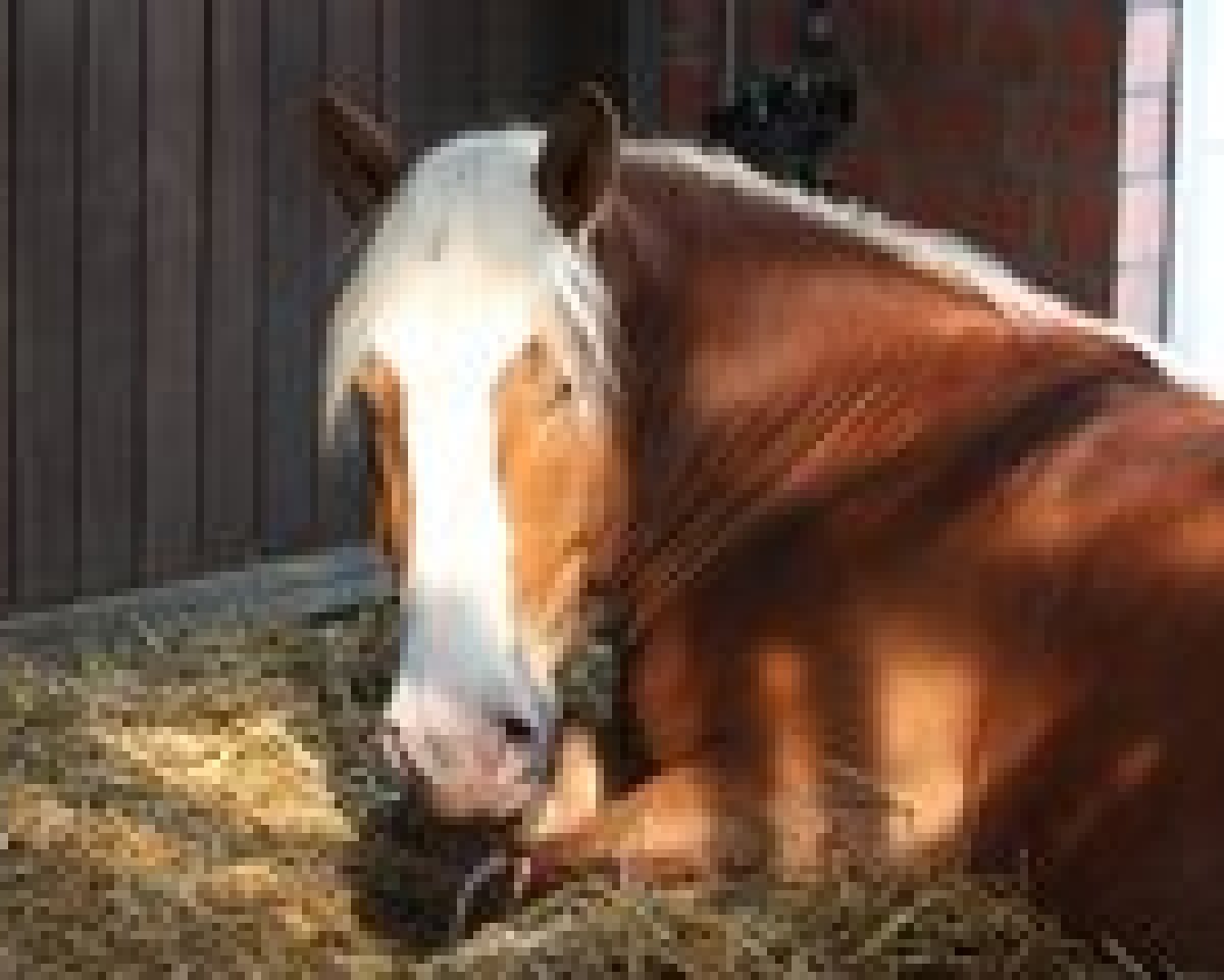 dressage horse Vulkan Keep Cool (South German draft horse, 2007, from Valentiner)