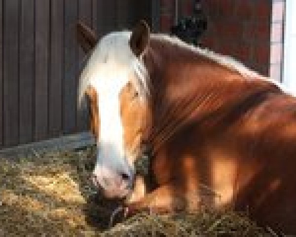 horse Vulkan Keep Cool (South German draft horse, 2007, from Valentiner)