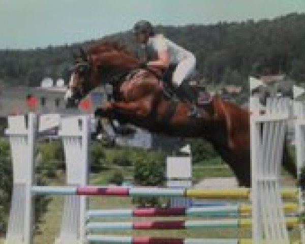 Springpferd Balios BMF (Schweizer Warmblut, 2007, von Balou du Rouet)