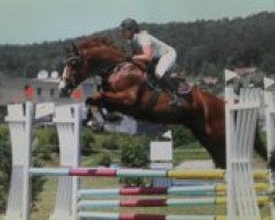 jumper Balios BMF (Schweizer Warmblut, 2007, from Balou du Rouet)