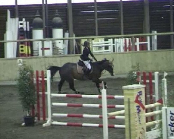 broodmare Graziella (Hanoverian, 1995, from Graf Grannus)