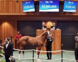 horse Stute von Curlin xx (Thoroughbred, 2021, from Curlin xx)