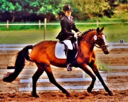 horse Be my Angel (German Riding Pony,  , from Boss)