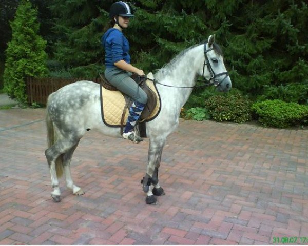 horse Flecki (German Riding Pony,  )