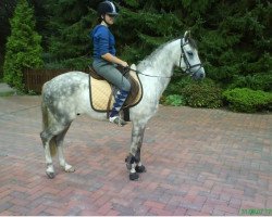 horse Flecki (German Riding Pony,  )