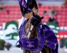 jumper SIEC Anna Jo (Oldenburg show jumper, 2009, from Acodetto I)