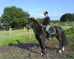 horse Marlo (German Riding Pony,  )