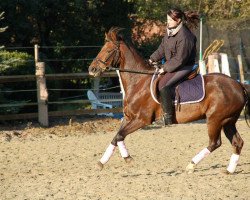 horse Gallypoly (German Riding Pony,  )