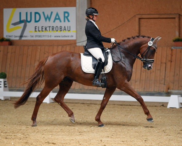 dressage horse Pfefferminza 4 (German Sport Horse, 2016, from Negro)