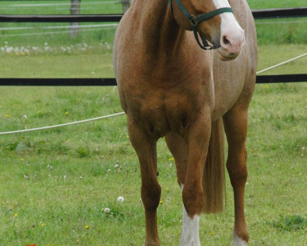 horse Diamond Duke (German Riding Pony, 1997, from Diamond Bino)