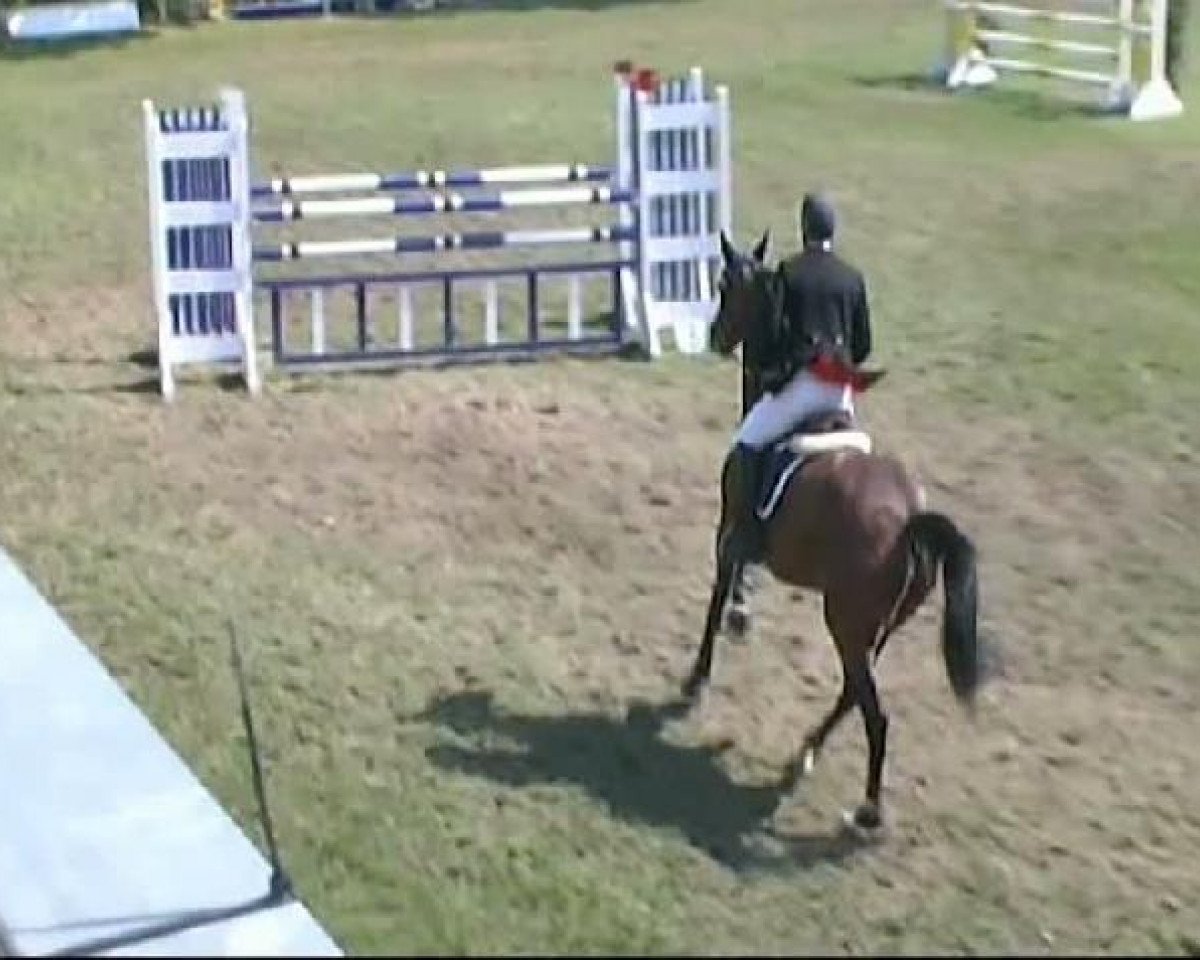 Springpferd Coconut kiss 9 (Holsteiner, 2002, von Coronado I)