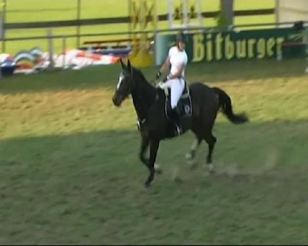 Pferd Chico 610 (Holsteiner, 1999, von Contender)