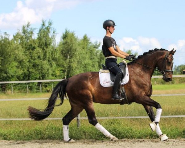 Dressurpferd Ophelia (Koninklijk Warmbloed Paardenstamboek Nederland (KWPN), 2019, von Erdinger)