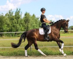 horse Ophelia (Royal Warmblood Studbook of the Netherlands (KWPN), 2019, from Erdinger)