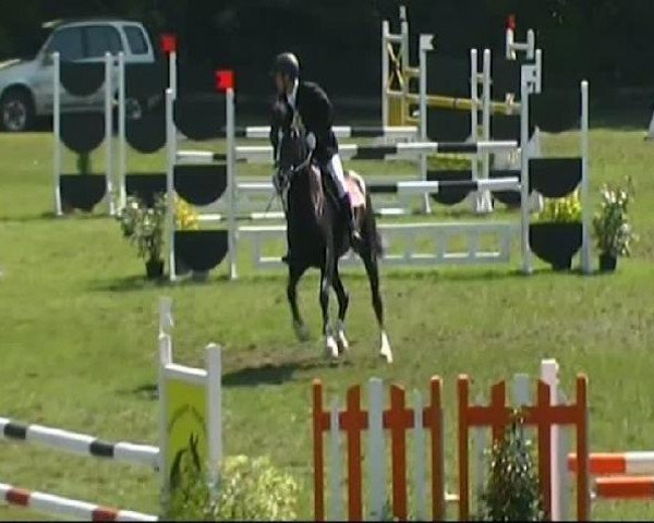 dressage horse Serious 2 (Württemberger, 2003, from Sir Oldenburg)