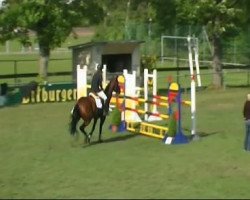 jumper Q Luna (Oldenburg show jumper, 2004, from Querida 35)