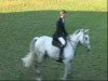 Springpferd Lapacho 2 (Württemberger, 1998, von Le Champion)