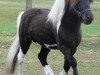 stallion Komet vom Kellerberg (Shetland Pony, 1997, from Krümel)