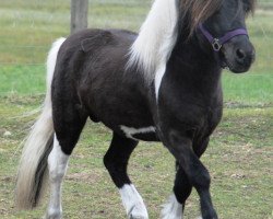 stallion Komet vom Kellerberg (Shetland Pony, 1997, from Krümel)