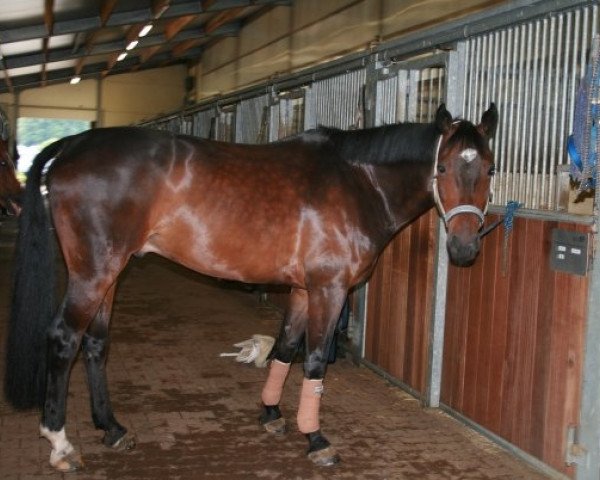 horse Winnetou (Hanoverian, 1999, from Wanderbursch I)