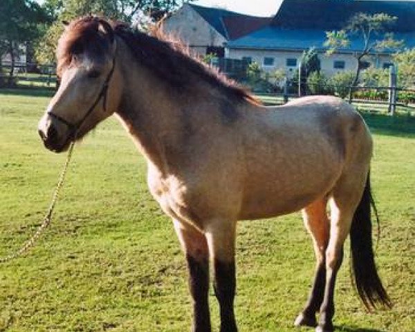 stallion Mímir (Iceland Horse, 2008, from Loftstedn vom Weidenhof)