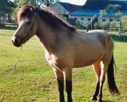 stallion Mímir (Iceland Horse, 2008, from Loftstedn vom Weidenhof)