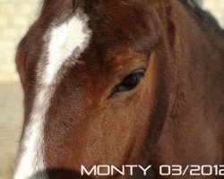 dressage horse Monty 390 (Westphalian, 2002, from Montmartre)