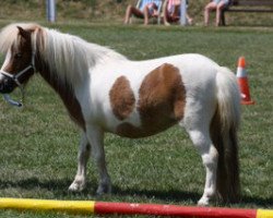 broodmare Zissy vom Ellernbrook (Shetland pony (under 87 cm), 2005, from Gilligan vom Ellernbrook)