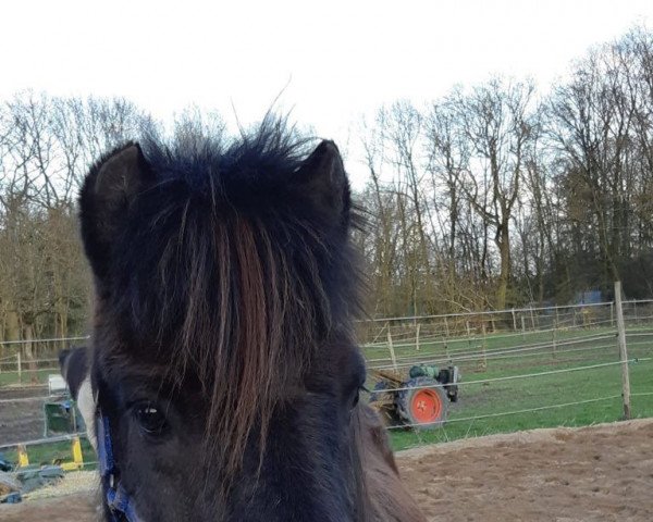 Pferd Fönix von sandhoven (Islandpferd, 2004, von Glaumur fra Audsholtsjaleigu)