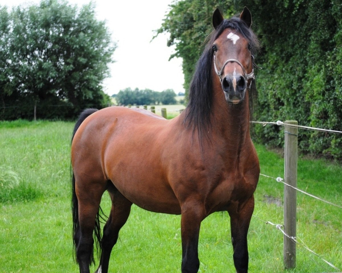 Deckhengst De Busies Dandy (Welsh-Cob (Sek. D), 1993, von Rotherdale Glyndwr)