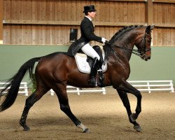 dressage horse Rising Star 16 (Hanoverian, 2005, from Romancero H)