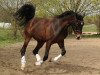 dressage horse Simply Sir (Württemberger, 2008, from Sir Oldenburg)