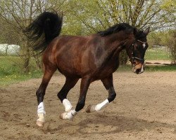 dressage horse Simply Sir (Württemberger, 2008, from Sir Oldenburg)