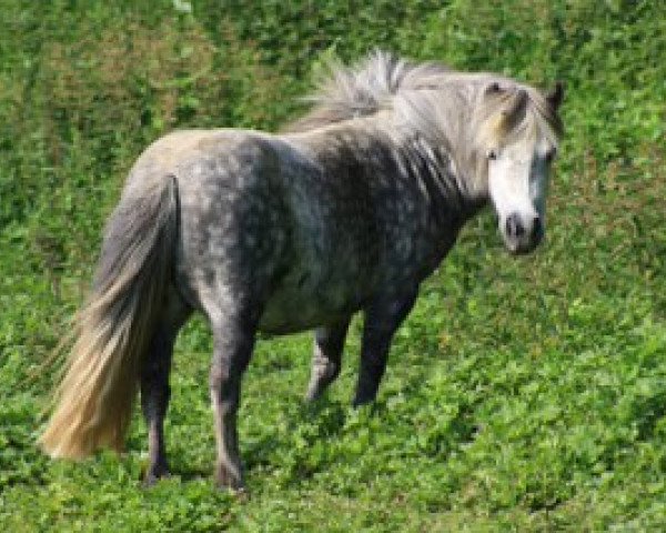 Zuchtstute Weshorns Klea (Shetland Pony (unter 87 cm), 2005, von Harvey)