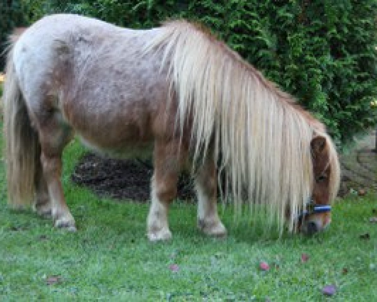 broodmare P-berber v.d. blinkert (Shetland pony (under 87 cm), 2000, from High Class van de Beemster)