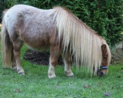 Zuchtstute P-berber v.d. blinkert (Shetland Pony (unter 87 cm), 2000, von High Class van de Beemster)