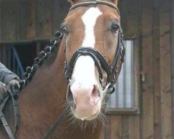 dressage horse Santa Dinaro (Westphalian, 2005, from Santa Cruz)