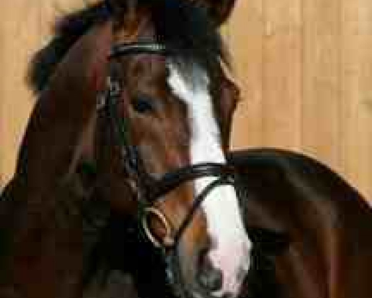 horse Pidgley (Oldenburg, 2001, from Pilox)
