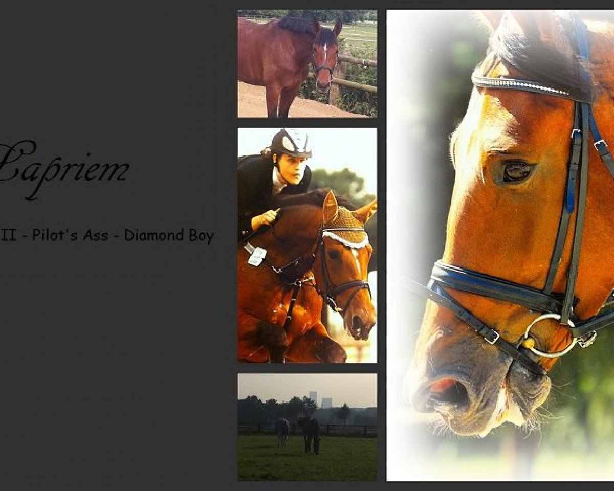 broodmare Laprim (Westphalian, 1999, from Lamoureux II)