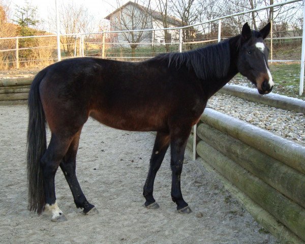 horse Olivia (Bavarian, 2002, from Pilotek)