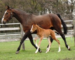 broodmare Ronhia (Westphalian, 1992, from Rotarier)