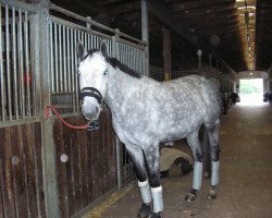 broodmare Rivera de l'amie (Oldenburg, 2004, from Royal Diamond)