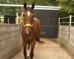 dressage horse Dragon 85 (Saxony-Anhaltiner, 2002, from Drakdream)