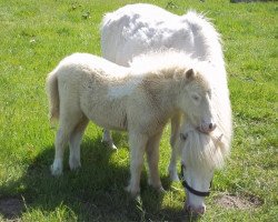 horse Dohrens D'Amour (Nederlands Mini Paarden, 2011, from Marschall Blue Eyes)