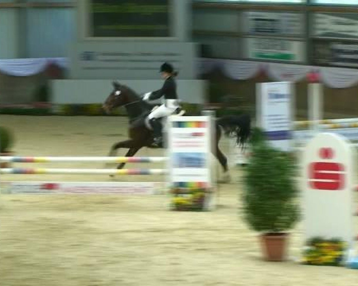 jumper Evita 373 (Westphalian, 2005, from Laureus NRW)