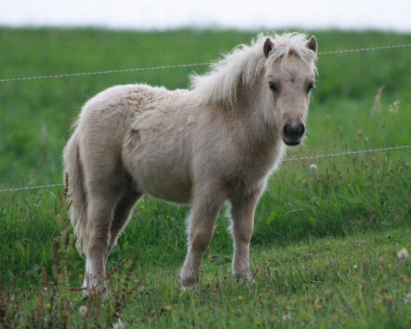 Pferd Uwita von Bertringa (Shetland Pony (unter 87 cm), 2011, von Wake up van de Zandhoven)